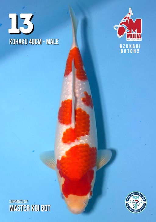 Lelang Koi Online, Jual Beli Ikan Koi, Pusat Jual Beli Koi, Info Lelang Koi Hari Ini, Platform Jual Beli Koi, Jual Beli Ikan Koi Online, Marketplace Ikan Koi, Jual Koi Terbaik, Tempat Beli Koi Berkualitas, Pasar Ikan Koi Online Terpercaya, Penjual Ikan Koi Terpercaya, Beli Koi Hias Online, Ikan Koi untuk Dijual, Koi Kualitas Terbaik, Toko Online Ikan Koi, Koi Hias Untuk Dijual, Jual Beli Ikan Koi Lokal, Koi Indonesia Online, Pusat Jual Beli Koi Terbesar