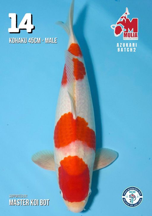 Lelang Koi Online, Jual Beli Ikan Koi, Pusat Jual Beli Koi, Info Lelang Koi Hari Ini, Platform Jual Beli Koi, Jual Beli Ikan Koi Online, Marketplace Ikan Koi, Jual Koi Terbaik, Tempat Beli Koi Berkualitas, Pasar Ikan Koi Online Terpercaya, Penjual Ikan Koi Terpercaya, Beli Koi Hias Online, Ikan Koi untuk Dijual, Koi Kualitas Terbaik, Toko Online Ikan Koi, Koi Hias Untuk Dijual, Jual Beli Ikan Koi Lokal, Koi Indonesia Online, Pusat Jual Beli Koi Terbesar