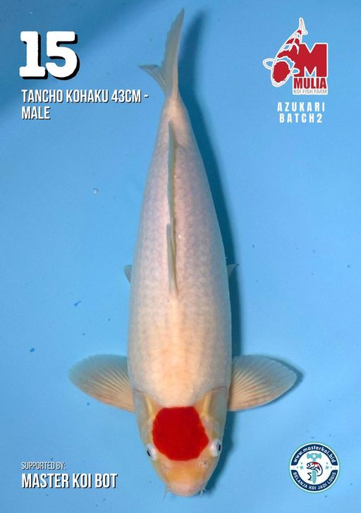 Lelang Koi Online, Jual Beli Ikan Koi, Pusat Jual Beli Koi, Info Lelang Koi Hari Ini, Platform Jual Beli Koi, Jual Beli Ikan Koi Online, Marketplace Ikan Koi, Jual Koi Terbaik, Tempat Beli Koi Berkualitas, Pasar Ikan Koi Online Terpercaya, Penjual Ikan Koi Terpercaya, Beli Koi Hias Online, Ikan Koi untuk Dijual, Koi Kualitas Terbaik, Toko Online Ikan Koi, Koi Hias Untuk Dijual, Jual Beli Ikan Koi Lokal, Koi Indonesia Online, Pusat Jual Beli Koi Terbesar