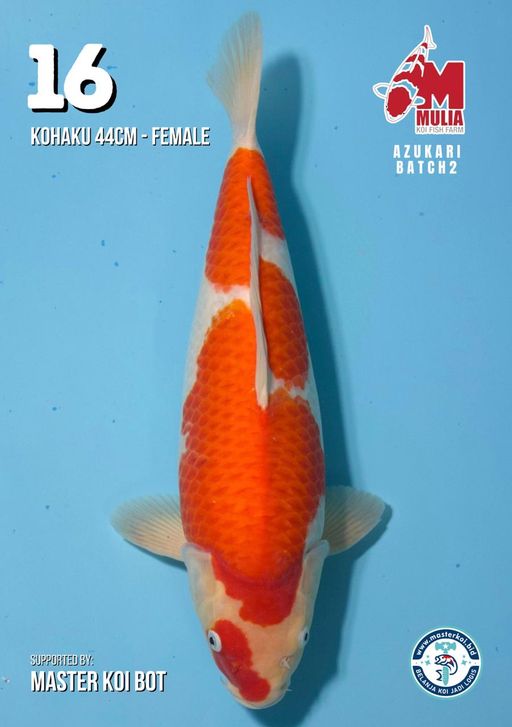 Lelang Koi Online, Jual Beli Ikan Koi, Pusat Jual Beli Koi, Info Lelang Koi Hari Ini, Platform Jual Beli Koi, Jual Beli Ikan Koi Online, Marketplace Ikan Koi, Jual Koi Terbaik, Tempat Beli Koi Berkualitas, Pasar Ikan Koi Online Terpercaya, Penjual Ikan Koi Terpercaya, Beli Koi Hias Online, Ikan Koi untuk Dijual, Koi Kualitas Terbaik, Toko Online Ikan Koi, Koi Hias Untuk Dijual, Jual Beli Ikan Koi Lokal, Koi Indonesia Online, Pusat Jual Beli Koi Terbesar