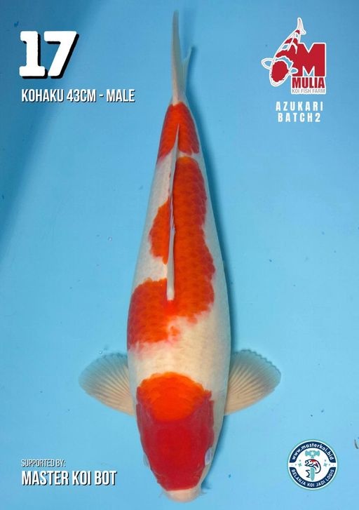 Lelang Koi Online, Jual Beli Ikan Koi, Pusat Jual Beli Koi, Info Lelang Koi Hari Ini, Platform Jual Beli Koi, Jual Beli Ikan Koi Online, Marketplace Ikan Koi, Jual Koi Terbaik, Tempat Beli Koi Berkualitas, Pasar Ikan Koi Online Terpercaya, Penjual Ikan Koi Terpercaya, Beli Koi Hias Online, Ikan Koi untuk Dijual, Koi Kualitas Terbaik, Toko Online Ikan Koi, Koi Hias Untuk Dijual, Jual Beli Ikan Koi Lokal, Koi Indonesia Online, Pusat Jual Beli Koi Terbesar