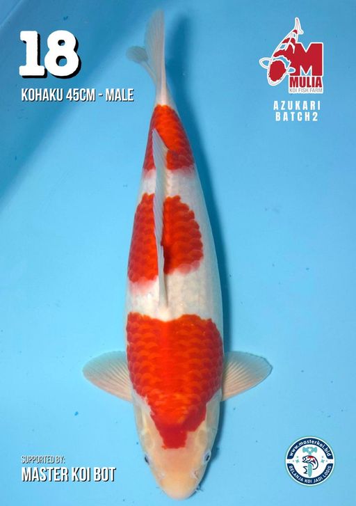 Lelang Koi Online, Jual Beli Ikan Koi, Pusat Jual Beli Koi, Info Lelang Koi Hari Ini, Platform Jual Beli Koi, Jual Beli Ikan Koi Online, Marketplace Ikan Koi, Jual Koi Terbaik, Tempat Beli Koi Berkualitas, Pasar Ikan Koi Online Terpercaya, Penjual Ikan Koi Terpercaya, Beli Koi Hias Online, Ikan Koi untuk Dijual, Koi Kualitas Terbaik, Toko Online Ikan Koi, Koi Hias Untuk Dijual, Jual Beli Ikan Koi Lokal, Koi Indonesia Online, Pusat Jual Beli Koi Terbesar
