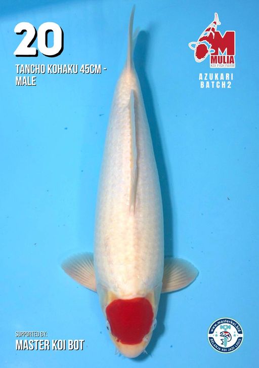Lelang Koi Online, Jual Beli Ikan Koi, Pusat Jual Beli Koi, Info Lelang Koi Hari Ini, Platform Jual Beli Koi, Jual Beli Ikan Koi Online, Marketplace Ikan Koi, Jual Koi Terbaik, Tempat Beli Koi Berkualitas, Pasar Ikan Koi Online Terpercaya, Penjual Ikan Koi Terpercaya, Beli Koi Hias Online, Ikan Koi untuk Dijual, Koi Kualitas Terbaik, Toko Online Ikan Koi, Koi Hias Untuk Dijual, Jual Beli Ikan Koi Lokal, Koi Indonesia Online, Pusat Jual Beli Koi Terbesar