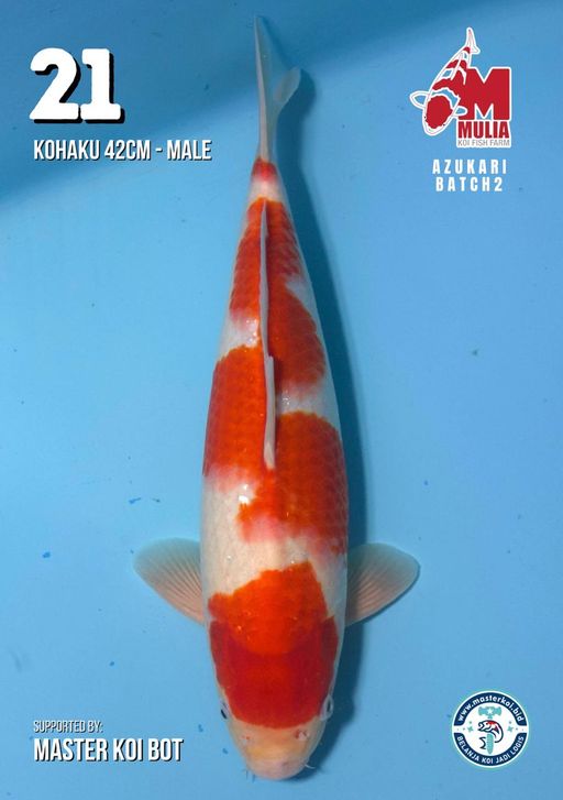 Lelang Koi Online, Jual Beli Ikan Koi, Pusat Jual Beli Koi, Info Lelang Koi Hari Ini, Platform Jual Beli Koi, Jual Beli Ikan Koi Online, Marketplace Ikan Koi, Jual Koi Terbaik, Tempat Beli Koi Berkualitas, Pasar Ikan Koi Online Terpercaya, Penjual Ikan Koi Terpercaya, Beli Koi Hias Online, Ikan Koi untuk Dijual, Koi Kualitas Terbaik, Toko Online Ikan Koi, Koi Hias Untuk Dijual, Jual Beli Ikan Koi Lokal, Koi Indonesia Online, Pusat Jual Beli Koi Terbesar