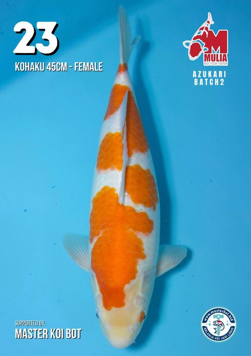 Lelang Koi Online, Jual Beli Ikan Koi, Pusat Jual Beli Koi, Info Lelang Koi Hari Ini, Platform Jual Beli Koi, Jual Beli Ikan Koi Online, Marketplace Ikan Koi, Jual Koi Terbaik, Tempat Beli Koi Berkualitas, Pasar Ikan Koi Online Terpercaya, Penjual Ikan Koi Terpercaya, Beli Koi Hias Online, Ikan Koi untuk Dijual, Koi Kualitas Terbaik, Toko Online Ikan Koi, Koi Hias Untuk Dijual, Jual Beli Ikan Koi Lokal, Koi Indonesia Online, Pusat Jual Beli Koi Terbesar