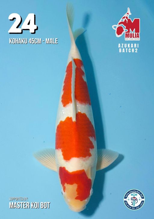 Lelang Koi Online, Jual Beli Ikan Koi, Pusat Jual Beli Koi, Info Lelang Koi Hari Ini, Platform Jual Beli Koi, Jual Beli Ikan Koi Online, Marketplace Ikan Koi, Jual Koi Terbaik, Tempat Beli Koi Berkualitas, Pasar Ikan Koi Online Terpercaya, Penjual Ikan Koi Terpercaya, Beli Koi Hias Online, Ikan Koi untuk Dijual, Koi Kualitas Terbaik, Toko Online Ikan Koi, Koi Hias Untuk Dijual, Jual Beli Ikan Koi Lokal, Koi Indonesia Online, Pusat Jual Beli Koi Terbesar