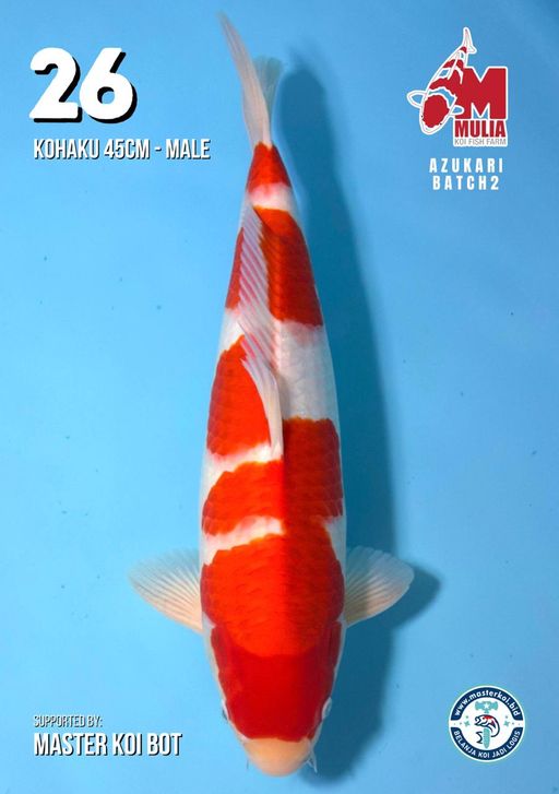 Lelang Koi Online, Jual Beli Ikan Koi, Pusat Jual Beli Koi, Info Lelang Koi Hari Ini, Platform Jual Beli Koi, Jual Beli Ikan Koi Online, Marketplace Ikan Koi, Jual Koi Terbaik, Tempat Beli Koi Berkualitas, Pasar Ikan Koi Online Terpercaya, Penjual Ikan Koi Terpercaya, Beli Koi Hias Online, Ikan Koi untuk Dijual, Koi Kualitas Terbaik, Toko Online Ikan Koi, Koi Hias Untuk Dijual, Jual Beli Ikan Koi Lokal, Koi Indonesia Online, Pusat Jual Beli Koi Terbesar