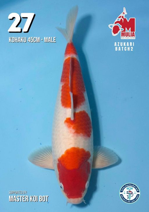 Lelang Koi Online, Jual Beli Ikan Koi, Pusat Jual Beli Koi, Info Lelang Koi Hari Ini, Platform Jual Beli Koi, Jual Beli Ikan Koi Online, Marketplace Ikan Koi, Jual Koi Terbaik, Tempat Beli Koi Berkualitas, Pasar Ikan Koi Online Terpercaya, Penjual Ikan Koi Terpercaya, Beli Koi Hias Online, Ikan Koi untuk Dijual, Koi Kualitas Terbaik, Toko Online Ikan Koi, Koi Hias Untuk Dijual, Jual Beli Ikan Koi Lokal, Koi Indonesia Online, Pusat Jual Beli Koi Terbesar