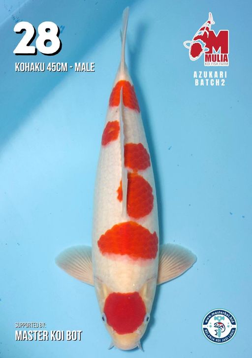 Lelang Koi Online, Jual Beli Ikan Koi, Pusat Jual Beli Koi, Info Lelang Koi Hari Ini, Platform Jual Beli Koi, Jual Beli Ikan Koi Online, Marketplace Ikan Koi, Jual Koi Terbaik, Tempat Beli Koi Berkualitas, Pasar Ikan Koi Online Terpercaya, Penjual Ikan Koi Terpercaya, Beli Koi Hias Online, Ikan Koi untuk Dijual, Koi Kualitas Terbaik, Toko Online Ikan Koi, Koi Hias Untuk Dijual, Jual Beli Ikan Koi Lokal, Koi Indonesia Online, Pusat Jual Beli Koi Terbesar