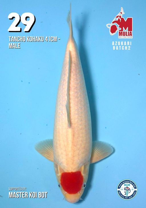 Lelang Koi Online, Jual Beli Ikan Koi, Pusat Jual Beli Koi, Info Lelang Koi Hari Ini, Platform Jual Beli Koi, Jual Beli Ikan Koi Online, Marketplace Ikan Koi, Jual Koi Terbaik, Tempat Beli Koi Berkualitas, Pasar Ikan Koi Online Terpercaya, Penjual Ikan Koi Terpercaya, Beli Koi Hias Online, Ikan Koi untuk Dijual, Koi Kualitas Terbaik, Toko Online Ikan Koi, Koi Hias Untuk Dijual, Jual Beli Ikan Koi Lokal, Koi Indonesia Online, Pusat Jual Beli Koi Terbesar