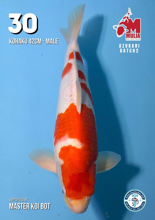 Lelang Koi Online, Jual Beli Ikan Koi, Pusat Jual Beli Koi, Info Lelang Koi Hari Ini, Platform Jual Beli Koi, Jual Beli Ikan Koi Online, Marketplace Ikan Koi, Jual Koi Terbaik, Tempat Beli Koi Berkualitas, Pasar Ikan Koi Online Terpercaya, Penjual Ikan Koi Terpercaya, Beli Koi Hias Online, Ikan Koi untuk Dijual, Koi Kualitas Terbaik, Toko Online Ikan Koi, Koi Hias Untuk Dijual, Jual Beli Ikan Koi Lokal, Koi Indonesia Online, Pusat Jual Beli Koi Terbesar