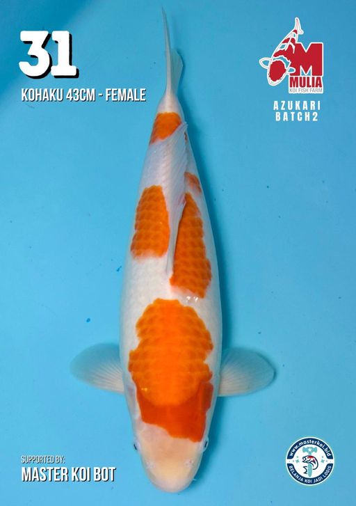 Lelang Koi Online, Jual Beli Ikan Koi, Pusat Jual Beli Koi, Info Lelang Koi Hari Ini, Platform Jual Beli Koi, Jual Beli Ikan Koi Online, Marketplace Ikan Koi, Jual Koi Terbaik, Tempat Beli Koi Berkualitas, Pasar Ikan Koi Online Terpercaya, Penjual Ikan Koi Terpercaya, Beli Koi Hias Online, Ikan Koi untuk Dijual, Koi Kualitas Terbaik, Toko Online Ikan Koi, Koi Hias Untuk Dijual, Jual Beli Ikan Koi Lokal, Koi Indonesia Online, Pusat Jual Beli Koi Terbesar