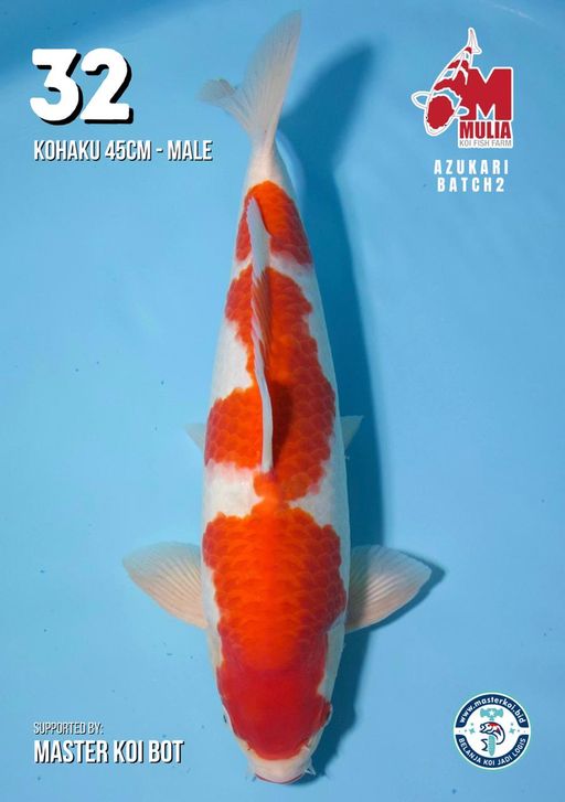 Lelang Koi Online, Jual Beli Ikan Koi, Pusat Jual Beli Koi, Info Lelang Koi Hari Ini, Platform Jual Beli Koi, Jual Beli Ikan Koi Online, Marketplace Ikan Koi, Jual Koi Terbaik, Tempat Beli Koi Berkualitas, Pasar Ikan Koi Online Terpercaya, Penjual Ikan Koi Terpercaya, Beli Koi Hias Online, Ikan Koi untuk Dijual, Koi Kualitas Terbaik, Toko Online Ikan Koi, Koi Hias Untuk Dijual, Jual Beli Ikan Koi Lokal, Koi Indonesia Online, Pusat Jual Beli Koi Terbesar