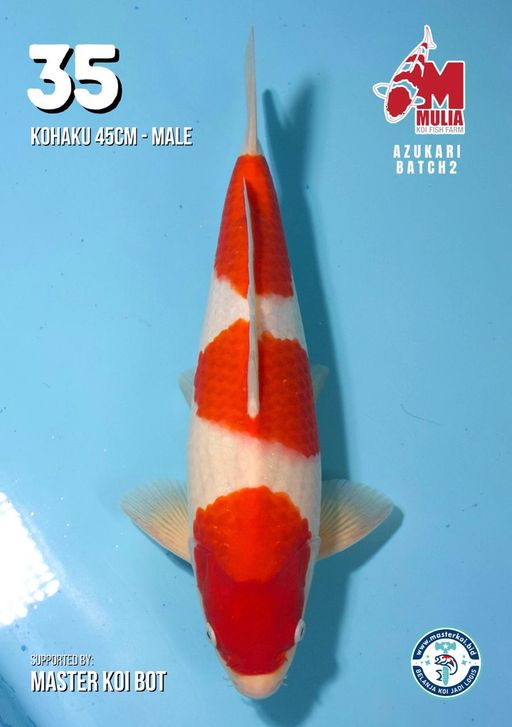 Lelang Koi Online, Jual Beli Ikan Koi, Pusat Jual Beli Koi, Info Lelang Koi Hari Ini, Platform Jual Beli Koi, Jual Beli Ikan Koi Online, Marketplace Ikan Koi, Jual Koi Terbaik, Tempat Beli Koi Berkualitas, Pasar Ikan Koi Online Terpercaya, Penjual Ikan Koi Terpercaya, Beli Koi Hias Online, Ikan Koi untuk Dijual, Koi Kualitas Terbaik, Toko Online Ikan Koi, Koi Hias Untuk Dijual, Jual Beli Ikan Koi Lokal, Koi Indonesia Online, Pusat Jual Beli Koi Terbesar