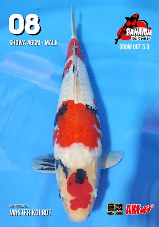 Lelang Koi Online, Jual Beli Ikan Koi, Pusat Jual Beli Koi, Info Lelang Koi Hari Ini, Platform Jual Beli Koi, Jual Beli Ikan Koi Online, Marketplace Ikan Koi, Jual Koi Terbaik, Tempat Beli Koi Berkualitas, Pasar Ikan Koi Online Terpercaya, Penjual Ikan Koi Terpercaya, Beli Koi Hias Online, Ikan Koi untuk Dijual, Koi Kualitas Terbaik, Toko Online Ikan Koi, Koi Hias Untuk Dijual, Jual Beli Ikan Koi Lokal, Koi Indonesia Online, Pusat Jual Beli Koi Terbesar