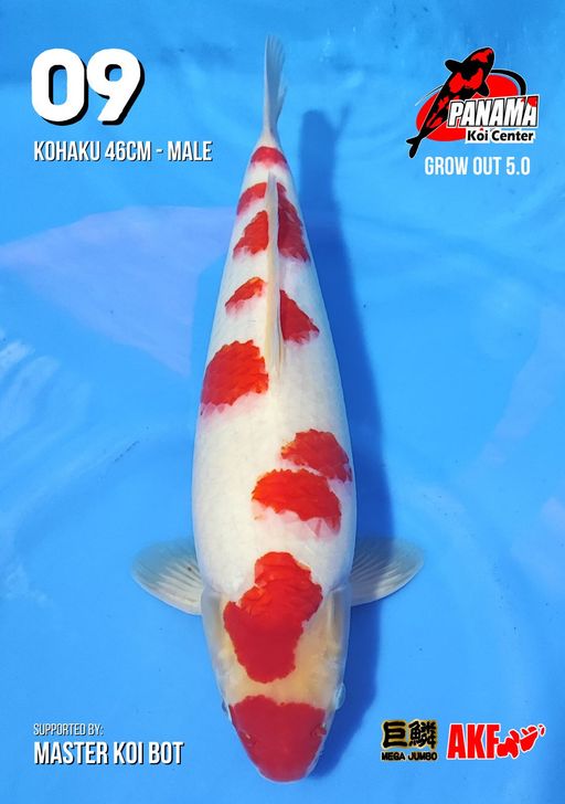 Lelang Koi Online, Jual Beli Ikan Koi, Pusat Jual Beli Koi, Info Lelang Koi Hari Ini, Platform Jual Beli Koi, Jual Beli Ikan Koi Online, Marketplace Ikan Koi, Jual Koi Terbaik, Tempat Beli Koi Berkualitas, Pasar Ikan Koi Online Terpercaya, Penjual Ikan Koi Terpercaya, Beli Koi Hias Online, Ikan Koi untuk Dijual, Koi Kualitas Terbaik, Toko Online Ikan Koi, Koi Hias Untuk Dijual, Jual Beli Ikan Koi Lokal, Koi Indonesia Online, Pusat Jual Beli Koi Terbesar