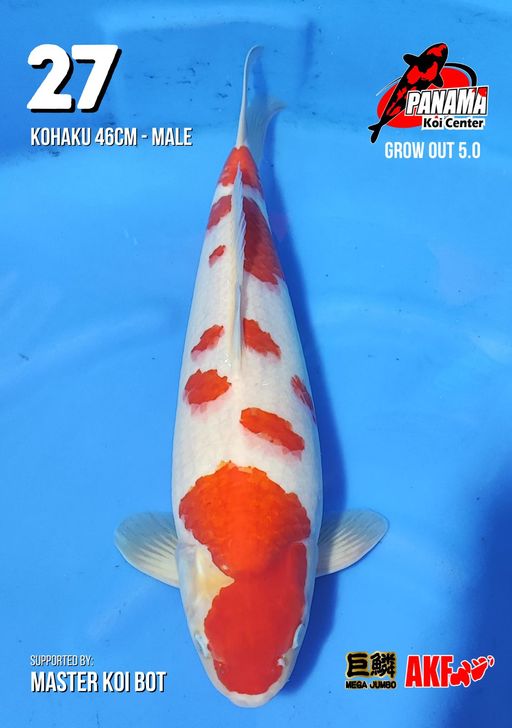 Lelang Koi Online, Jual Beli Ikan Koi, Pusat Jual Beli Koi, Info Lelang Koi Hari Ini, Platform Jual Beli Koi, Jual Beli Ikan Koi Online, Marketplace Ikan Koi, Jual Koi Terbaik, Tempat Beli Koi Berkualitas, Pasar Ikan Koi Online Terpercaya, Penjual Ikan Koi Terpercaya, Beli Koi Hias Online, Ikan Koi untuk Dijual, Koi Kualitas Terbaik, Toko Online Ikan Koi, Koi Hias Untuk Dijual, Jual Beli Ikan Koi Lokal, Koi Indonesia Online, Pusat Jual Beli Koi Terbesar
