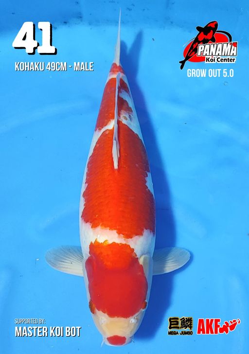 Lelang Koi Online, Jual Beli Ikan Koi, Pusat Jual Beli Koi, Info Lelang Koi Hari Ini, Platform Jual Beli Koi, Jual Beli Ikan Koi Online, Marketplace Ikan Koi, Jual Koi Terbaik, Tempat Beli Koi Berkualitas, Pasar Ikan Koi Online Terpercaya, Penjual Ikan Koi Terpercaya, Beli Koi Hias Online, Ikan Koi untuk Dijual, Koi Kualitas Terbaik, Toko Online Ikan Koi, Koi Hias Untuk Dijual, Jual Beli Ikan Koi Lokal, Koi Indonesia Online, Pusat Jual Beli Koi Terbesar