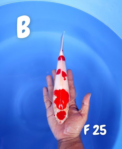 Lelang Koi Online, Jual Beli Ikan Koi, Pusat Jual Beli Koi, Info Lelang Koi Hari Ini, Platform Jual Beli Koi, Jual Beli Ikan Koi Online, Marketplace Ikan Koi, Jual Koi Terbaik, Tempat Beli Koi Berkualitas, Pasar Ikan Koi Online Terpercaya, Penjual Ikan Koi Terpercaya, Beli Koi Hias Online, Ikan Koi untuk Dijual, Koi Kualitas Terbaik, Toko Online Ikan Koi, Koi Hias Untuk Dijual, Jual Beli Ikan Koi Lokal, Koi Indonesia Online, Pusat Jual Beli Koi Terbesar