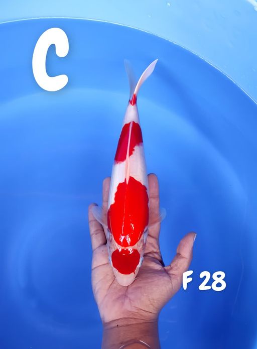 Lelang Koi Online, Jual Beli Ikan Koi, Pusat Jual Beli Koi, Info Lelang Koi Hari Ini, Platform Jual Beli Koi, Jual Beli Ikan Koi Online, Marketplace Ikan Koi, Jual Koi Terbaik, Tempat Beli Koi Berkualitas, Pasar Ikan Koi Online Terpercaya, Penjual Ikan Koi Terpercaya, Beli Koi Hias Online, Ikan Koi untuk Dijual, Koi Kualitas Terbaik, Toko Online Ikan Koi, Koi Hias Untuk Dijual, Jual Beli Ikan Koi Lokal, Koi Indonesia Online, Pusat Jual Beli Koi Terbesar