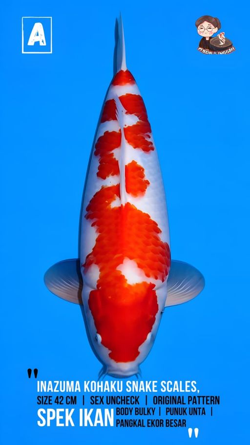 Lelang Koi Online, Jual Beli Ikan Koi, Pusat Jual Beli Koi, Info Lelang Koi Hari Ini, Platform Jual Beli Koi, Jual Beli Ikan Koi Online, Marketplace Ikan Koi, Jual Koi Terbaik, Tempat Beli Koi Berkualitas, Pasar Ikan Koi Online Terpercaya, Penjual Ikan Koi Terpercaya, Beli Koi Hias Online, Ikan Koi untuk Dijual, Koi Kualitas Terbaik, Toko Online Ikan Koi, Koi Hias Untuk Dijual, Jual Beli Ikan Koi Lokal, Koi Indonesia Online, Pusat Jual Beli Koi Terbesar