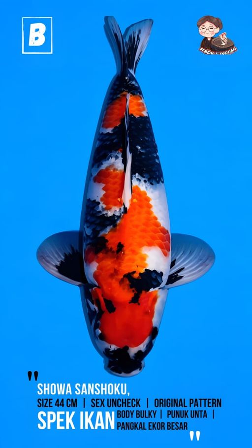 Lelang Koi Online, Jual Beli Ikan Koi, Pusat Jual Beli Koi, Info Lelang Koi Hari Ini, Platform Jual Beli Koi, Jual Beli Ikan Koi Online, Marketplace Ikan Koi, Jual Koi Terbaik, Tempat Beli Koi Berkualitas, Pasar Ikan Koi Online Terpercaya, Penjual Ikan Koi Terpercaya, Beli Koi Hias Online, Ikan Koi untuk Dijual, Koi Kualitas Terbaik, Toko Online Ikan Koi, Koi Hias Untuk Dijual, Jual Beli Ikan Koi Lokal, Koi Indonesia Online, Pusat Jual Beli Koi Terbesar