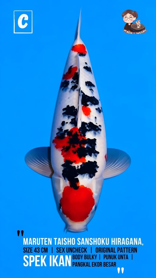 Lelang Koi Online, Jual Beli Ikan Koi, Pusat Jual Beli Koi, Info Lelang Koi Hari Ini, Platform Jual Beli Koi, Jual Beli Ikan Koi Online, Marketplace Ikan Koi, Jual Koi Terbaik, Tempat Beli Koi Berkualitas, Pasar Ikan Koi Online Terpercaya, Penjual Ikan Koi Terpercaya, Beli Koi Hias Online, Ikan Koi untuk Dijual, Koi Kualitas Terbaik, Toko Online Ikan Koi, Koi Hias Untuk Dijual, Jual Beli Ikan Koi Lokal, Koi Indonesia Online, Pusat Jual Beli Koi Terbesar