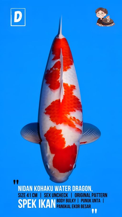 Lelang Koi Online, Jual Beli Ikan Koi, Pusat Jual Beli Koi, Info Lelang Koi Hari Ini, Platform Jual Beli Koi, Jual Beli Ikan Koi Online, Marketplace Ikan Koi, Jual Koi Terbaik, Tempat Beli Koi Berkualitas, Pasar Ikan Koi Online Terpercaya, Penjual Ikan Koi Terpercaya, Beli Koi Hias Online, Ikan Koi untuk Dijual, Koi Kualitas Terbaik, Toko Online Ikan Koi, Koi Hias Untuk Dijual, Jual Beli Ikan Koi Lokal, Koi Indonesia Online, Pusat Jual Beli Koi Terbesar