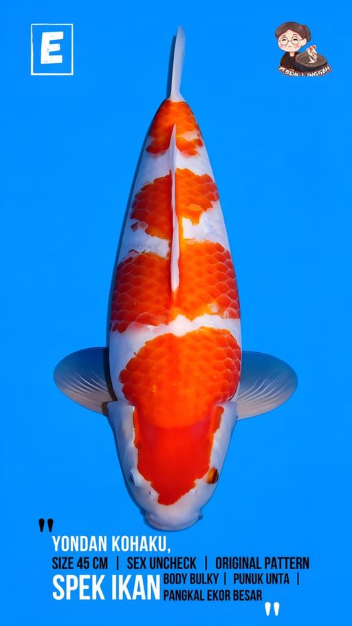 Lelang Koi Online, Jual Beli Ikan Koi, Pusat Jual Beli Koi, Info Lelang Koi Hari Ini, Platform Jual Beli Koi, Jual Beli Ikan Koi Online, Marketplace Ikan Koi, Jual Koi Terbaik, Tempat Beli Koi Berkualitas, Pasar Ikan Koi Online Terpercaya, Penjual Ikan Koi Terpercaya, Beli Koi Hias Online, Ikan Koi untuk Dijual, Koi Kualitas Terbaik, Toko Online Ikan Koi, Koi Hias Untuk Dijual, Jual Beli Ikan Koi Lokal, Koi Indonesia Online, Pusat Jual Beli Koi Terbesar