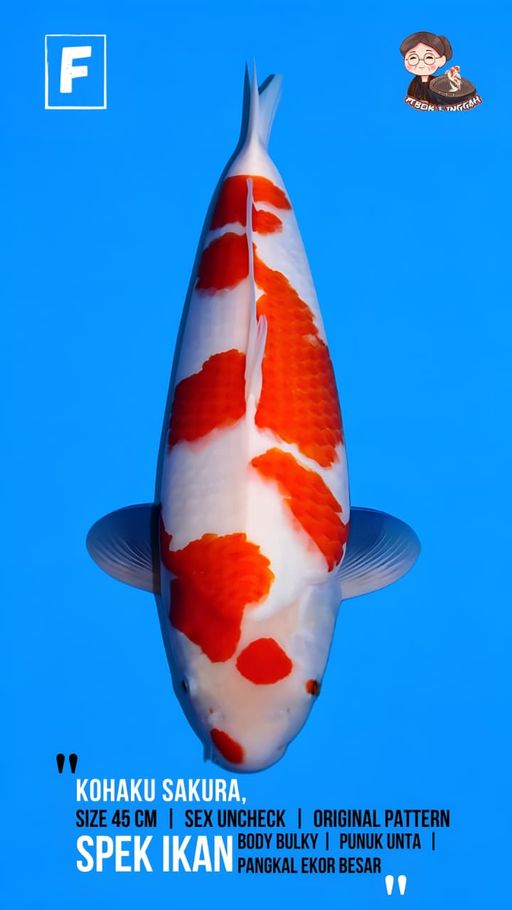 Lelang Koi Online, Jual Beli Ikan Koi, Pusat Jual Beli Koi, Info Lelang Koi Hari Ini, Platform Jual Beli Koi, Jual Beli Ikan Koi Online, Marketplace Ikan Koi, Jual Koi Terbaik, Tempat Beli Koi Berkualitas, Pasar Ikan Koi Online Terpercaya, Penjual Ikan Koi Terpercaya, Beli Koi Hias Online, Ikan Koi untuk Dijual, Koi Kualitas Terbaik, Toko Online Ikan Koi, Koi Hias Untuk Dijual, Jual Beli Ikan Koi Lokal, Koi Indonesia Online, Pusat Jual Beli Koi Terbesar