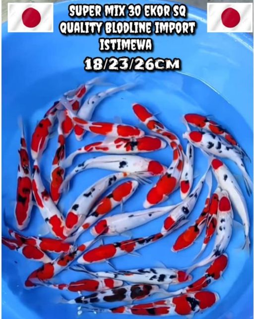 Lelang Koi Online, Jual Beli Ikan Koi, Pusat Jual Beli Koi, Info Lelang Koi Hari Ini, Platform Jual Beli Koi, Jual Beli Ikan Koi Online, Marketplace Ikan Koi, Jual Koi Terbaik, Tempat Beli Koi Berkualitas, Pasar Ikan Koi Online Terpercaya, Penjual Ikan Koi Terpercaya, Beli Koi Hias Online, Ikan Koi untuk Dijual, Koi Kualitas Terbaik, Toko Online Ikan Koi, Koi Hias Untuk Dijual, Jual Beli Ikan Koi Lokal, Koi Indonesia Online, Pusat Jual Beli Koi Terbesar
