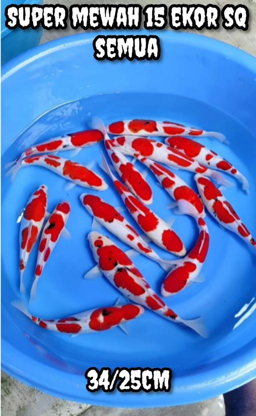 Lelang Koi Online, Jual Beli Ikan Koi, Pusat Jual Beli Koi, Info Lelang Koi Hari Ini, Platform Jual Beli Koi, Jual Beli Ikan Koi Online, Marketplace Ikan Koi, Jual Koi Terbaik, Tempat Beli Koi Berkualitas, Pasar Ikan Koi Online Terpercaya, Penjual Ikan Koi Terpercaya, Beli Koi Hias Online, Ikan Koi untuk Dijual, Koi Kualitas Terbaik, Toko Online Ikan Koi, Koi Hias Untuk Dijual, Jual Beli Ikan Koi Lokal, Koi Indonesia Online, Pusat Jual Beli Koi Terbesar