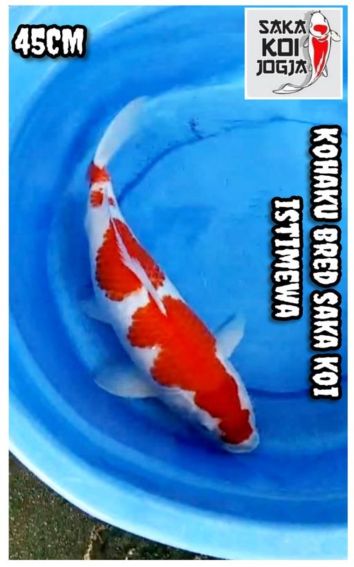 Lelang Koi Online, Jual Beli Ikan Koi, Pusat Jual Beli Koi, Info Lelang Koi Hari Ini, Platform Jual Beli Koi, Jual Beli Ikan Koi Online, Marketplace Ikan Koi, Jual Koi Terbaik, Tempat Beli Koi Berkualitas, Pasar Ikan Koi Online Terpercaya, Penjual Ikan Koi Terpercaya, Beli Koi Hias Online, Ikan Koi untuk Dijual, Koi Kualitas Terbaik, Toko Online Ikan Koi, Koi Hias Untuk Dijual, Jual Beli Ikan Koi Lokal, Koi Indonesia Online, Pusat Jual Beli Koi Terbesar