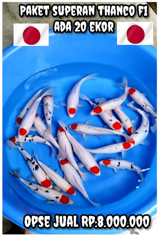 Lelang Koi Online, Jual Beli Ikan Koi, Pusat Jual Beli Koi, Info Lelang Koi Hari Ini, Platform Jual Beli Koi, Jual Beli Ikan Koi Online, Marketplace Ikan Koi, Jual Koi Terbaik, Tempat Beli Koi Berkualitas, Pasar Ikan Koi Online Terpercaya, Penjual Ikan Koi Terpercaya, Beli Koi Hias Online, Ikan Koi untuk Dijual, Koi Kualitas Terbaik, Toko Online Ikan Koi, Koi Hias Untuk Dijual, Jual Beli Ikan Koi Lokal, Koi Indonesia Online, Pusat Jual Beli Koi Terbesar