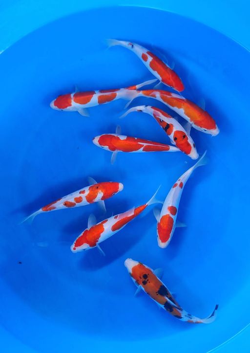 Lelang Koi Online, Jual Beli Ikan Koi, Pusat Jual Beli Koi, Info Lelang Koi Hari Ini, Platform Jual Beli Koi, Jual Beli Ikan Koi Online, Marketplace Ikan Koi, Jual Koi Terbaik, Tempat Beli Koi Berkualitas, Pasar Ikan Koi Online Terpercaya, Penjual Ikan Koi Terpercaya, Beli Koi Hias Online, Ikan Koi untuk Dijual, Koi Kualitas Terbaik, Toko Online Ikan Koi, Koi Hias Untuk Dijual, Jual Beli Ikan Koi Lokal, Koi Indonesia Online, Pusat Jual Beli Koi Terbesar
