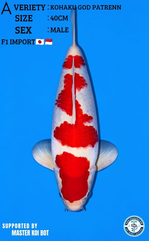 Lelang Koi Online, Jual Beli Ikan Koi, Pusat Jual Beli Koi, Info Lelang Koi Hari Ini, Platform Jual Beli Koi, Jual Beli Ikan Koi Online, Marketplace Ikan Koi, Jual Koi Terbaik, Tempat Beli Koi Berkualitas, Pasar Ikan Koi Online Terpercaya, Penjual Ikan Koi Terpercaya, Beli Koi Hias Online, Ikan Koi untuk Dijual, Koi Kualitas Terbaik, Toko Online Ikan Koi, Koi Hias Untuk Dijual, Jual Beli Ikan Koi Lokal, Koi Indonesia Online, Pusat Jual Beli Koi Terbesar