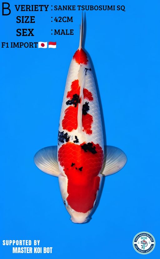 Lelang Koi Online, Jual Beli Ikan Koi, Pusat Jual Beli Koi, Info Lelang Koi Hari Ini, Platform Jual Beli Koi, Jual Beli Ikan Koi Online, Marketplace Ikan Koi, Jual Koi Terbaik, Tempat Beli Koi Berkualitas, Pasar Ikan Koi Online Terpercaya, Penjual Ikan Koi Terpercaya, Beli Koi Hias Online, Ikan Koi untuk Dijual, Koi Kualitas Terbaik, Toko Online Ikan Koi, Koi Hias Untuk Dijual, Jual Beli Ikan Koi Lokal, Koi Indonesia Online, Pusat Jual Beli Koi Terbesar