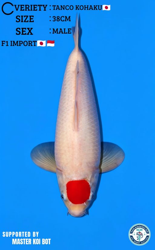Lelang Koi Online, Jual Beli Ikan Koi, Pusat Jual Beli Koi, Info Lelang Koi Hari Ini, Platform Jual Beli Koi, Jual Beli Ikan Koi Online, Marketplace Ikan Koi, Jual Koi Terbaik, Tempat Beli Koi Berkualitas, Pasar Ikan Koi Online Terpercaya, Penjual Ikan Koi Terpercaya, Beli Koi Hias Online, Ikan Koi untuk Dijual, Koi Kualitas Terbaik, Toko Online Ikan Koi, Koi Hias Untuk Dijual, Jual Beli Ikan Koi Lokal, Koi Indonesia Online, Pusat Jual Beli Koi Terbesar