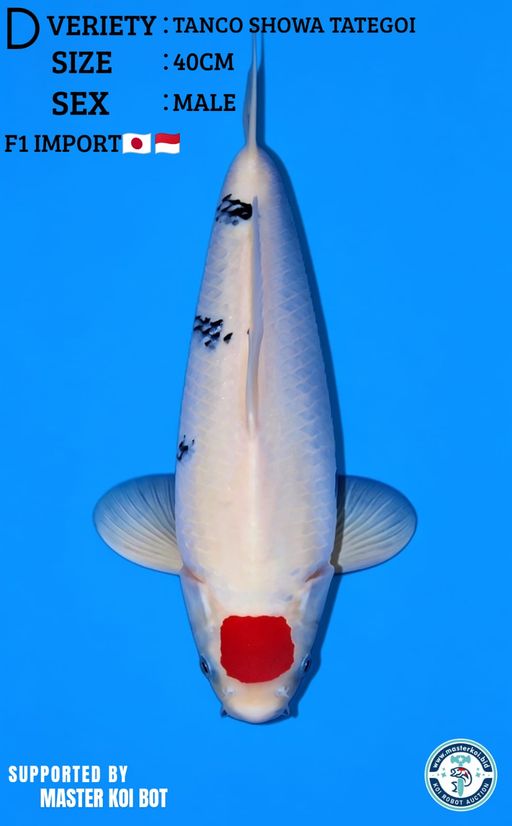 Lelang Koi Online, Jual Beli Ikan Koi, Pusat Jual Beli Koi, Info Lelang Koi Hari Ini, Platform Jual Beli Koi, Jual Beli Ikan Koi Online, Marketplace Ikan Koi, Jual Koi Terbaik, Tempat Beli Koi Berkualitas, Pasar Ikan Koi Online Terpercaya, Penjual Ikan Koi Terpercaya, Beli Koi Hias Online, Ikan Koi untuk Dijual, Koi Kualitas Terbaik, Toko Online Ikan Koi, Koi Hias Untuk Dijual, Jual Beli Ikan Koi Lokal, Koi Indonesia Online, Pusat Jual Beli Koi Terbesar
