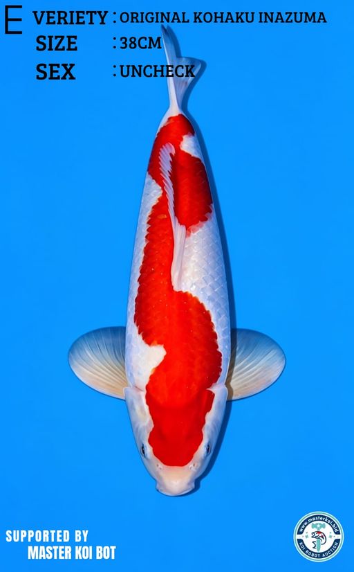 Lelang Koi Online, Jual Beli Ikan Koi, Pusat Jual Beli Koi, Info Lelang Koi Hari Ini, Platform Jual Beli Koi, Jual Beli Ikan Koi Online, Marketplace Ikan Koi, Jual Koi Terbaik, Tempat Beli Koi Berkualitas, Pasar Ikan Koi Online Terpercaya, Penjual Ikan Koi Terpercaya, Beli Koi Hias Online, Ikan Koi untuk Dijual, Koi Kualitas Terbaik, Toko Online Ikan Koi, Koi Hias Untuk Dijual, Jual Beli Ikan Koi Lokal, Koi Indonesia Online, Pusat Jual Beli Koi Terbesar