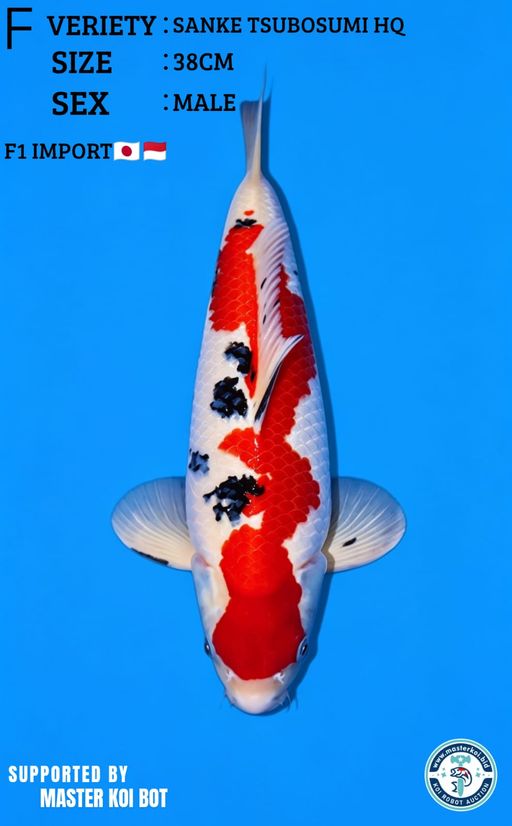 Lelang Koi Online, Jual Beli Ikan Koi, Pusat Jual Beli Koi, Info Lelang Koi Hari Ini, Platform Jual Beli Koi, Jual Beli Ikan Koi Online, Marketplace Ikan Koi, Jual Koi Terbaik, Tempat Beli Koi Berkualitas, Pasar Ikan Koi Online Terpercaya, Penjual Ikan Koi Terpercaya, Beli Koi Hias Online, Ikan Koi untuk Dijual, Koi Kualitas Terbaik, Toko Online Ikan Koi, Koi Hias Untuk Dijual, Jual Beli Ikan Koi Lokal, Koi Indonesia Online, Pusat Jual Beli Koi Terbesar