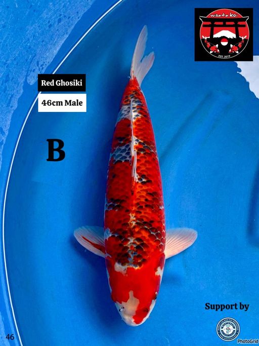 Lelang Koi Online, Jual Beli Ikan Koi, Pusat Jual Beli Koi, Info Lelang Koi Hari Ini, Platform Jual Beli Koi, Jual Beli Ikan Koi Online, Marketplace Ikan Koi, Jual Koi Terbaik, Tempat Beli Koi Berkualitas, Pasar Ikan Koi Online Terpercaya, Penjual Ikan Koi Terpercaya, Beli Koi Hias Online, Ikan Koi untuk Dijual, Koi Kualitas Terbaik, Toko Online Ikan Koi, Koi Hias Untuk Dijual, Jual Beli Ikan Koi Lokal, Koi Indonesia Online, Pusat Jual Beli Koi Terbesar
