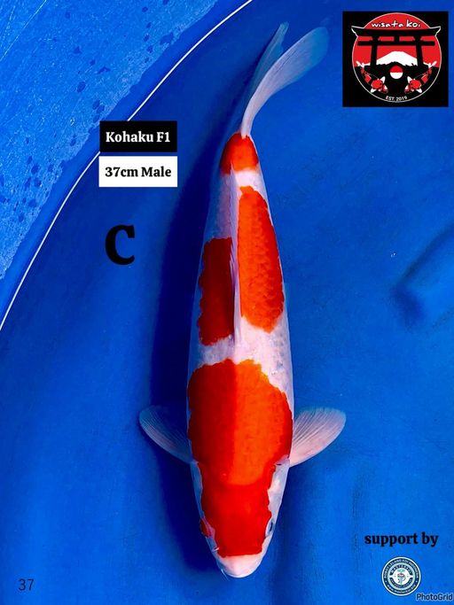 Lelang Koi Online, Jual Beli Ikan Koi, Pusat Jual Beli Koi, Info Lelang Koi Hari Ini, Platform Jual Beli Koi, Jual Beli Ikan Koi Online, Marketplace Ikan Koi, Jual Koi Terbaik, Tempat Beli Koi Berkualitas, Pasar Ikan Koi Online Terpercaya, Penjual Ikan Koi Terpercaya, Beli Koi Hias Online, Ikan Koi untuk Dijual, Koi Kualitas Terbaik, Toko Online Ikan Koi, Koi Hias Untuk Dijual, Jual Beli Ikan Koi Lokal, Koi Indonesia Online, Pusat Jual Beli Koi Terbesar
