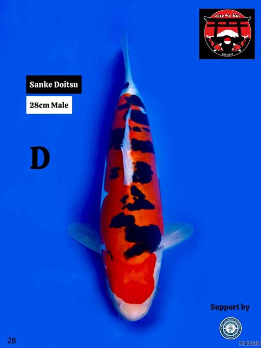 Lelang Koi Online, Jual Beli Ikan Koi, Pusat Jual Beli Koi, Info Lelang Koi Hari Ini, Platform Jual Beli Koi, Jual Beli Ikan Koi Online, Marketplace Ikan Koi, Jual Koi Terbaik, Tempat Beli Koi Berkualitas, Pasar Ikan Koi Online Terpercaya, Penjual Ikan Koi Terpercaya, Beli Koi Hias Online, Ikan Koi untuk Dijual, Koi Kualitas Terbaik, Toko Online Ikan Koi, Koi Hias Untuk Dijual, Jual Beli Ikan Koi Lokal, Koi Indonesia Online, Pusat Jual Beli Koi Terbesar