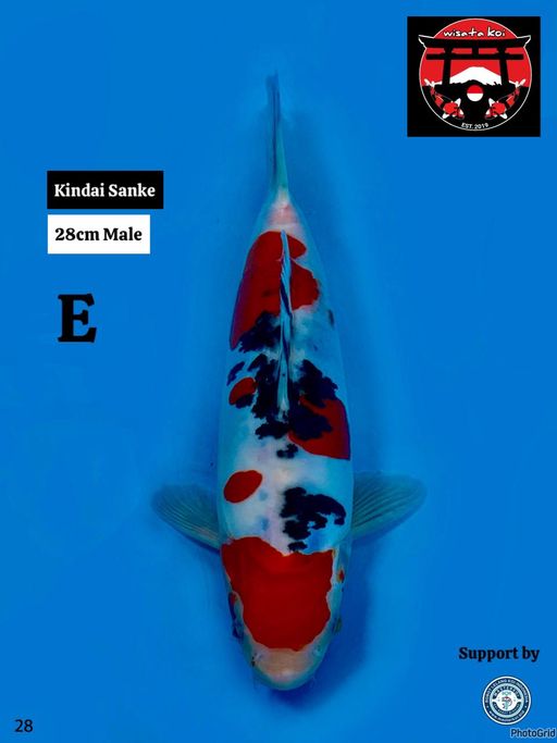 Lelang Koi Online, Jual Beli Ikan Koi, Pusat Jual Beli Koi, Info Lelang Koi Hari Ini, Platform Jual Beli Koi, Jual Beli Ikan Koi Online, Marketplace Ikan Koi, Jual Koi Terbaik, Tempat Beli Koi Berkualitas, Pasar Ikan Koi Online Terpercaya, Penjual Ikan Koi Terpercaya, Beli Koi Hias Online, Ikan Koi untuk Dijual, Koi Kualitas Terbaik, Toko Online Ikan Koi, Koi Hias Untuk Dijual, Jual Beli Ikan Koi Lokal, Koi Indonesia Online, Pusat Jual Beli Koi Terbesar