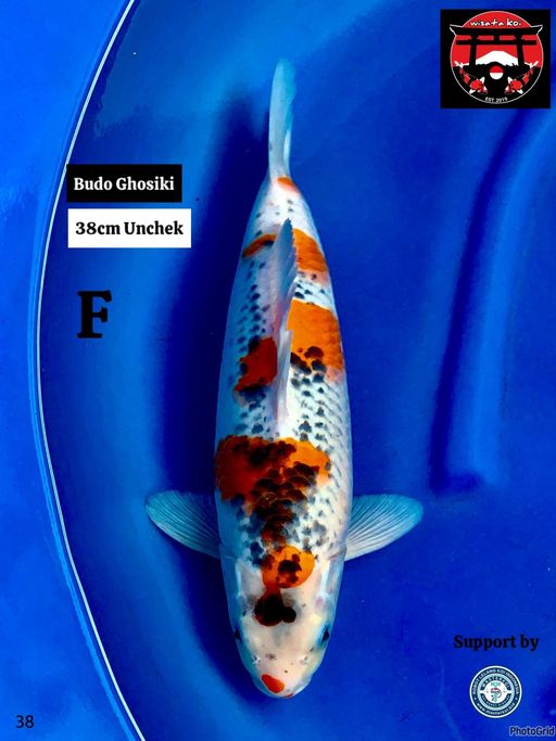 Lelang Koi Online, Jual Beli Ikan Koi, Pusat Jual Beli Koi, Info Lelang Koi Hari Ini, Platform Jual Beli Koi, Jual Beli Ikan Koi Online, Marketplace Ikan Koi, Jual Koi Terbaik, Tempat Beli Koi Berkualitas, Pasar Ikan Koi Online Terpercaya, Penjual Ikan Koi Terpercaya, Beli Koi Hias Online, Ikan Koi untuk Dijual, Koi Kualitas Terbaik, Toko Online Ikan Koi, Koi Hias Untuk Dijual, Jual Beli Ikan Koi Lokal, Koi Indonesia Online, Pusat Jual Beli Koi Terbesar