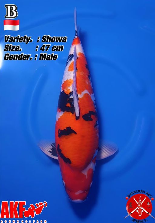 Lelang Koi Online, Jual Beli Ikan Koi, Pusat Jual Beli Koi, Info Lelang Koi Hari Ini, Platform Jual Beli Koi, Jual Beli Ikan Koi Online, Marketplace Ikan Koi, Jual Koi Terbaik, Tempat Beli Koi Berkualitas, Pasar Ikan Koi Online Terpercaya, Penjual Ikan Koi Terpercaya, Beli Koi Hias Online, Ikan Koi untuk Dijual, Koi Kualitas Terbaik, Toko Online Ikan Koi, Koi Hias Untuk Dijual, Jual Beli Ikan Koi Lokal, Koi Indonesia Online, Pusat Jual Beli Koi Terbesar