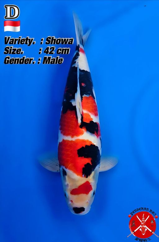 Lelang Koi Online, Jual Beli Ikan Koi, Pusat Jual Beli Koi, Info Lelang Koi Hari Ini, Platform Jual Beli Koi, Jual Beli Ikan Koi Online, Marketplace Ikan Koi, Jual Koi Terbaik, Tempat Beli Koi Berkualitas, Pasar Ikan Koi Online Terpercaya, Penjual Ikan Koi Terpercaya, Beli Koi Hias Online, Ikan Koi untuk Dijual, Koi Kualitas Terbaik, Toko Online Ikan Koi, Koi Hias Untuk Dijual, Jual Beli Ikan Koi Lokal, Koi Indonesia Online, Pusat Jual Beli Koi Terbesar