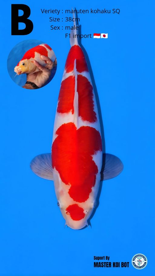 Lelang Koi Online, Jual Beli Ikan Koi, Pusat Jual Beli Koi, Info Lelang Koi Hari Ini, Platform Jual Beli Koi, Jual Beli Ikan Koi Online, Marketplace Ikan Koi, Jual Koi Terbaik, Tempat Beli Koi Berkualitas, Pasar Ikan Koi Online Terpercaya, Penjual Ikan Koi Terpercaya, Beli Koi Hias Online, Ikan Koi untuk Dijual, Koi Kualitas Terbaik, Toko Online Ikan Koi, Koi Hias Untuk Dijual, Jual Beli Ikan Koi Lokal, Koi Indonesia Online, Pusat Jual Beli Koi Terbesar