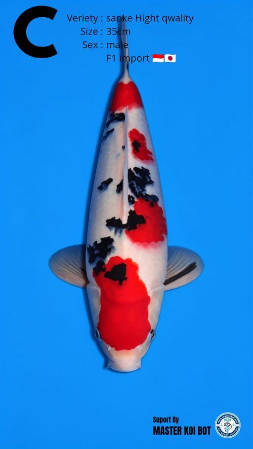Lelang Koi Online, Jual Beli Ikan Koi, Pusat Jual Beli Koi, Info Lelang Koi Hari Ini, Platform Jual Beli Koi, Jual Beli Ikan Koi Online, Marketplace Ikan Koi, Jual Koi Terbaik, Tempat Beli Koi Berkualitas, Pasar Ikan Koi Online Terpercaya, Penjual Ikan Koi Terpercaya, Beli Koi Hias Online, Ikan Koi untuk Dijual, Koi Kualitas Terbaik, Toko Online Ikan Koi, Koi Hias Untuk Dijual, Jual Beli Ikan Koi Lokal, Koi Indonesia Online, Pusat Jual Beli Koi Terbesar